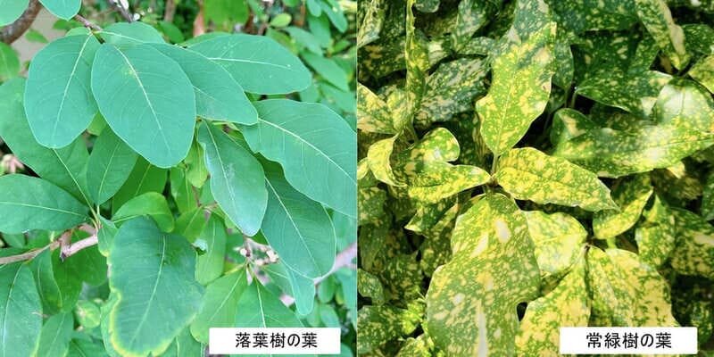 柔らかい雰囲気の落葉樹と固い雰囲気の常緑樹の葉.jpg