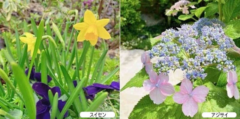 毒をもつ身近な花-スイセンとアジサイ.jpg