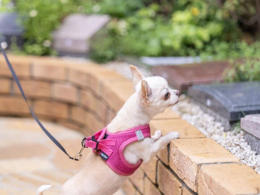 3.お参りについて⑤ ワンちゃんと一緒★.jpg