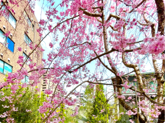 アンカレッジの樹木葬