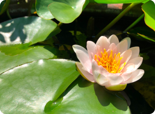 アンカレッジの樹木葬