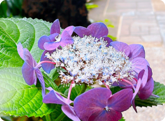 アンカレッジの樹木葬