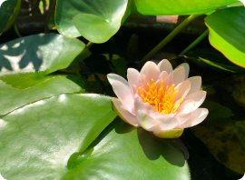 アンカレッジの樹木葬