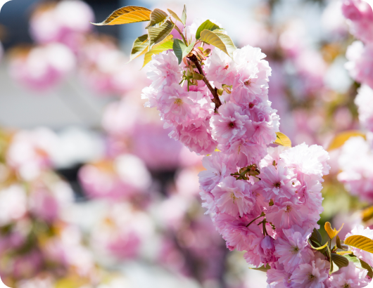 アンカレッジの樹木葬