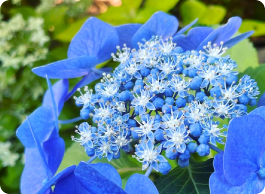 アンカレッジの樹木葬