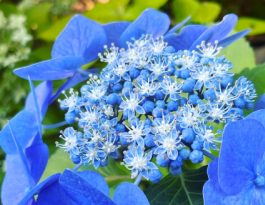 アンカレッジの樹木葬