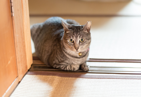 調布せんがわ庭苑の写真2
